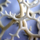 nervoussystem01