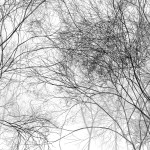 Cloud Forest [Processing]